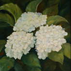 Hortensia
