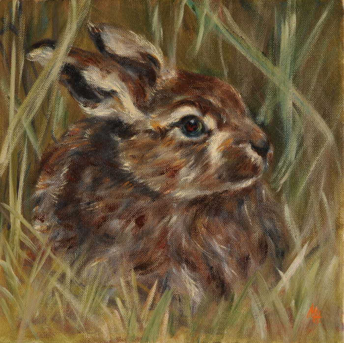 Hase in der Sasse